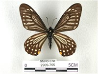 黃星斑鳳蝶藏品圖，第1張