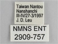 圓翅紫斑蝶藏品圖，第3張
