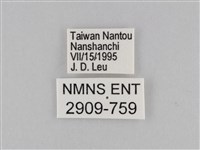 褐翅蔭眼蝶藏品圖，第3張