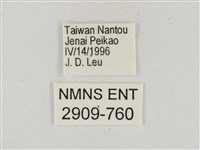 淡褐脈粉蝶藏品圖，第3張
