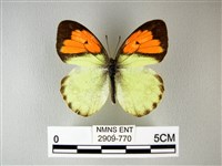 異粉蝶、雌白黃蝶藏品圖，第1張