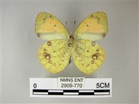 異粉蝶、雌白黃蝶藏品圖，第2張