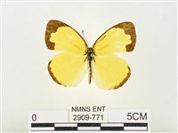 島嶼黃蝶、江崎黃蝶藏品圖，第1張