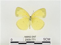 島嶼黃蝶、江崎黃蝶藏品圖，第2張