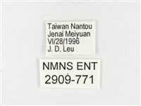 島嶼黃蝶、江崎黃蝶藏品圖，第3張