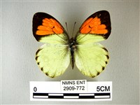 異粉蝶、雌白黃蝶藏品圖，第1張