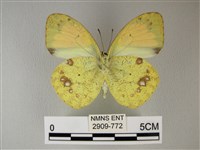 異粉蝶、雌白黃蝶藏品圖，第2張