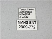 異粉蝶、雌白黃蝶藏品圖，第3張