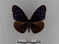 異紋紫斑蝶藏品圖，第1張