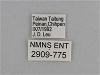 異紋紫斑蝶藏品圖，第3張
