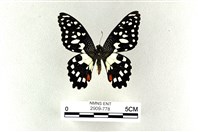 花鳳蝶、無尾鳳蝶藏品圖，第1張