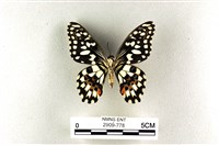 花鳳蝶、無尾鳳蝶藏品圖，第2張