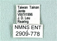 花鳳蝶、無尾鳳蝶藏品圖，第3張