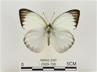 淡褐脈粉蝶藏品圖，第1張