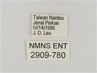 淡褐脈粉蝶藏品圖，第3張