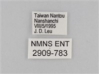 密紋波眼蝶藏品圖，第3張