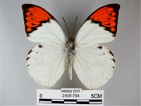 橙端粉蝶、端紅蝶藏品圖，第1張