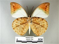 橙端粉蝶、端紅蝶藏品圖，第2張