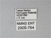 橙端粉蝶、端紅蝶藏品圖，第3張