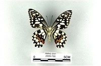 花鳳蝶、無尾鳳蝶藏品圖，第2張