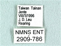 花鳳蝶、無尾鳳蝶藏品圖，第3張