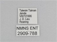 樺斑蝶藏品圖，第3張