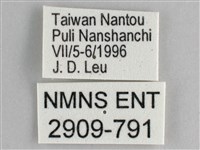 細帶環蛺蝶藏品圖，第3張