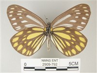 流星絹粉蝶藏品圖，第2張