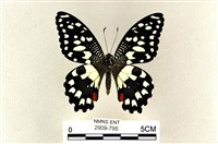 花鳳蝶、無尾鳳蝶藏品圖，第1張