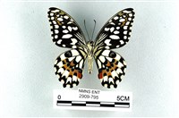 花鳳蝶、無尾鳳蝶藏品圖，第2張