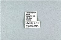 花鳳蝶、無尾鳳蝶藏品圖，第3張