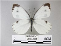 緣點白粉蝶藏品圖，第1張