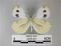 緣點白粉蝶藏品圖，第2張