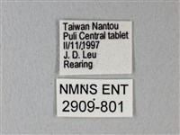 緣點白粉蝶藏品圖，第3張