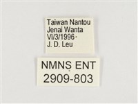 傲白蛺蝶藏品圖，第3張