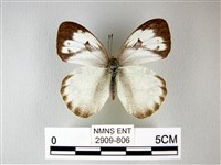 異粉蝶、雌白黃蝶藏品圖，第1張