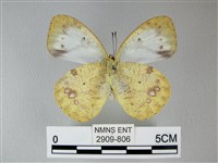 異粉蝶、雌白黃蝶藏品圖，第2張