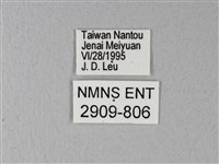 異粉蝶、雌白黃蝶藏品圖，第3張