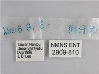 藍紋鋸眼蝶藏品圖，第3張