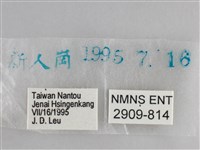 大幽眼蝶藏品圖，第3張