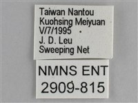 細帶環蛺蝶藏品圖，第3張
