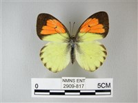 異粉蝶、雌白黃蝶藏品圖，第1張