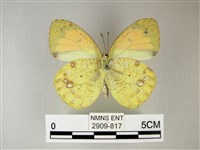 異粉蝶、雌白黃蝶藏品圖，第2張