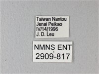 異粉蝶、雌白黃蝶藏品圖，第3張