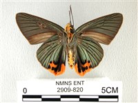 綠弄蝶藏品圖，第2張