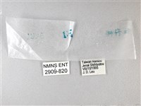 綠弄蝶藏品圖，第3張