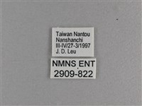 小雙尾蛺蝶藏品圖，第3張