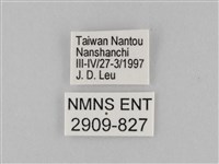 雙標紫斑蝶藏品圖，第3張