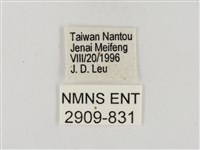 尖翅星弄蝶藏品圖，第3張