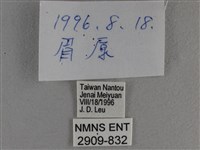 竹橙斑弄蝶藏品圖，第3張